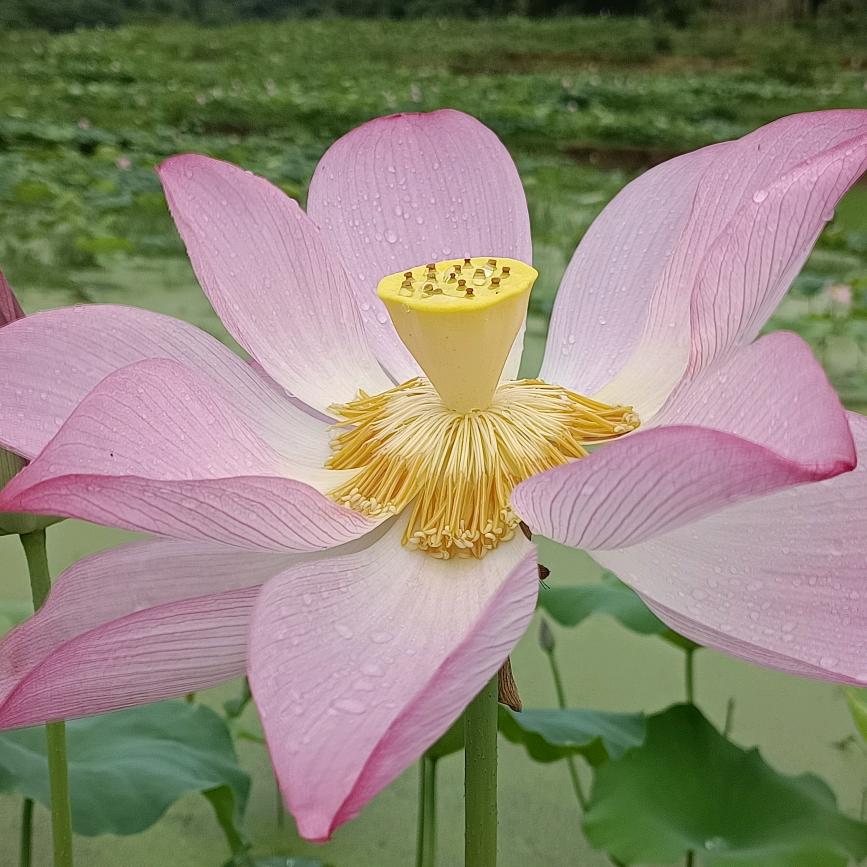 小黄鹂
