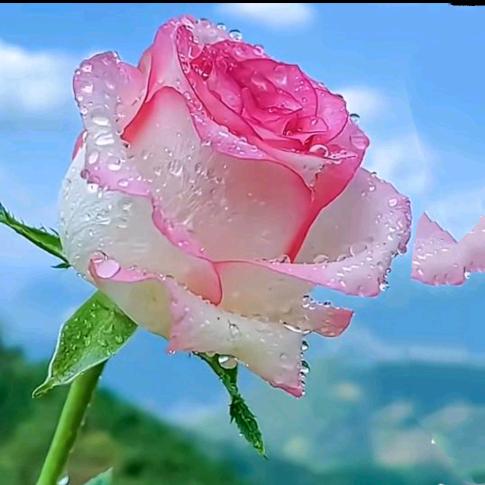 🥀忘꯭忧ꦿ҉᭄๑҉