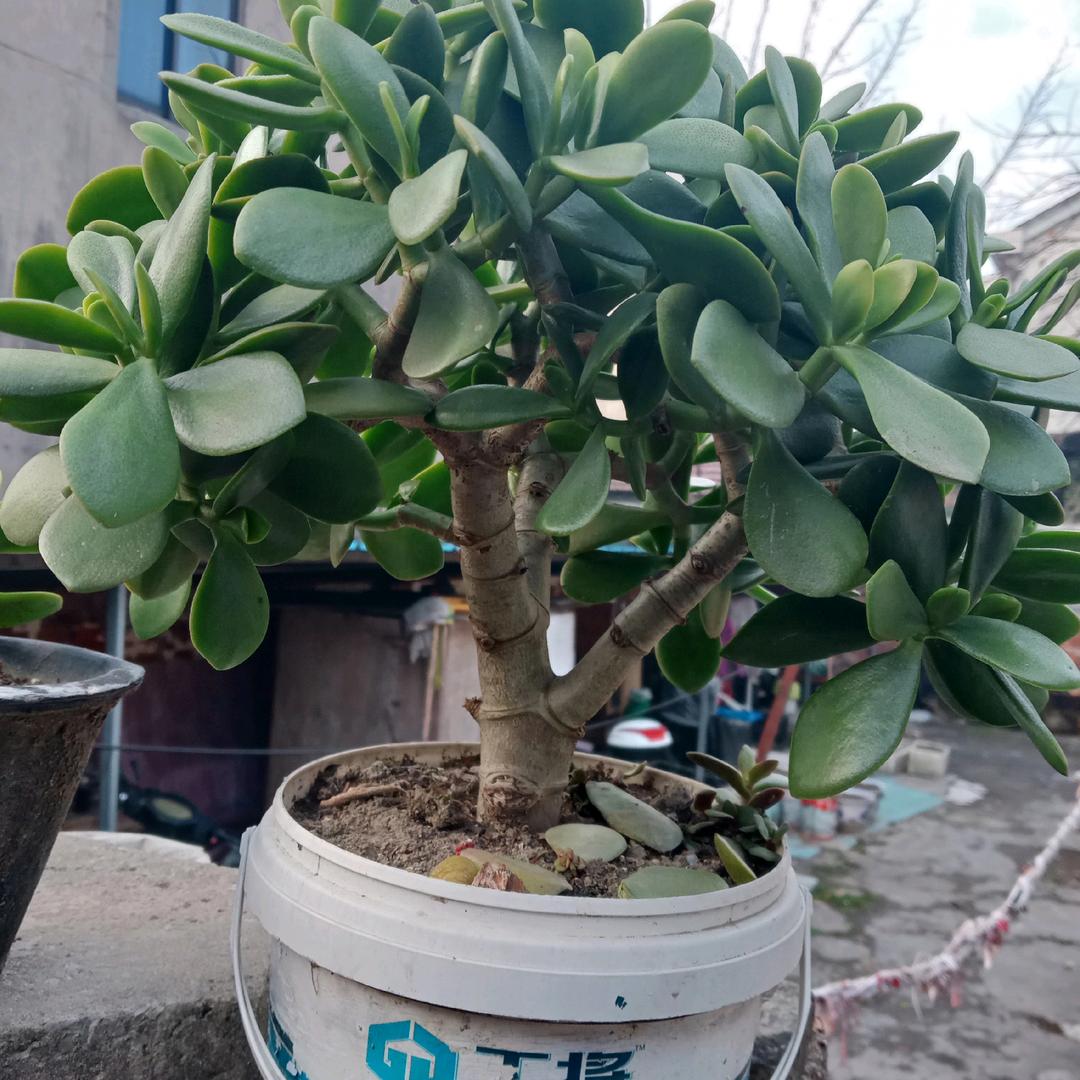冬天的阳光