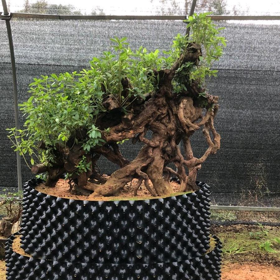 宜丰县雪梅绿植盆栽
