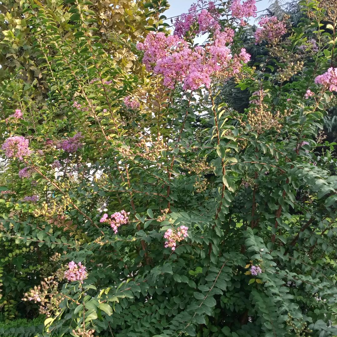 莲