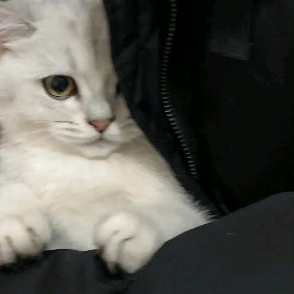 小周真的爱喝杨枝甘露