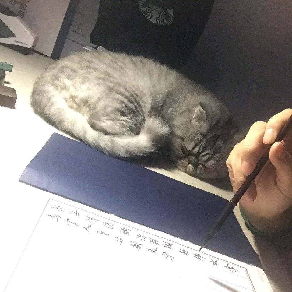 墨缘芷兰🐝🌻