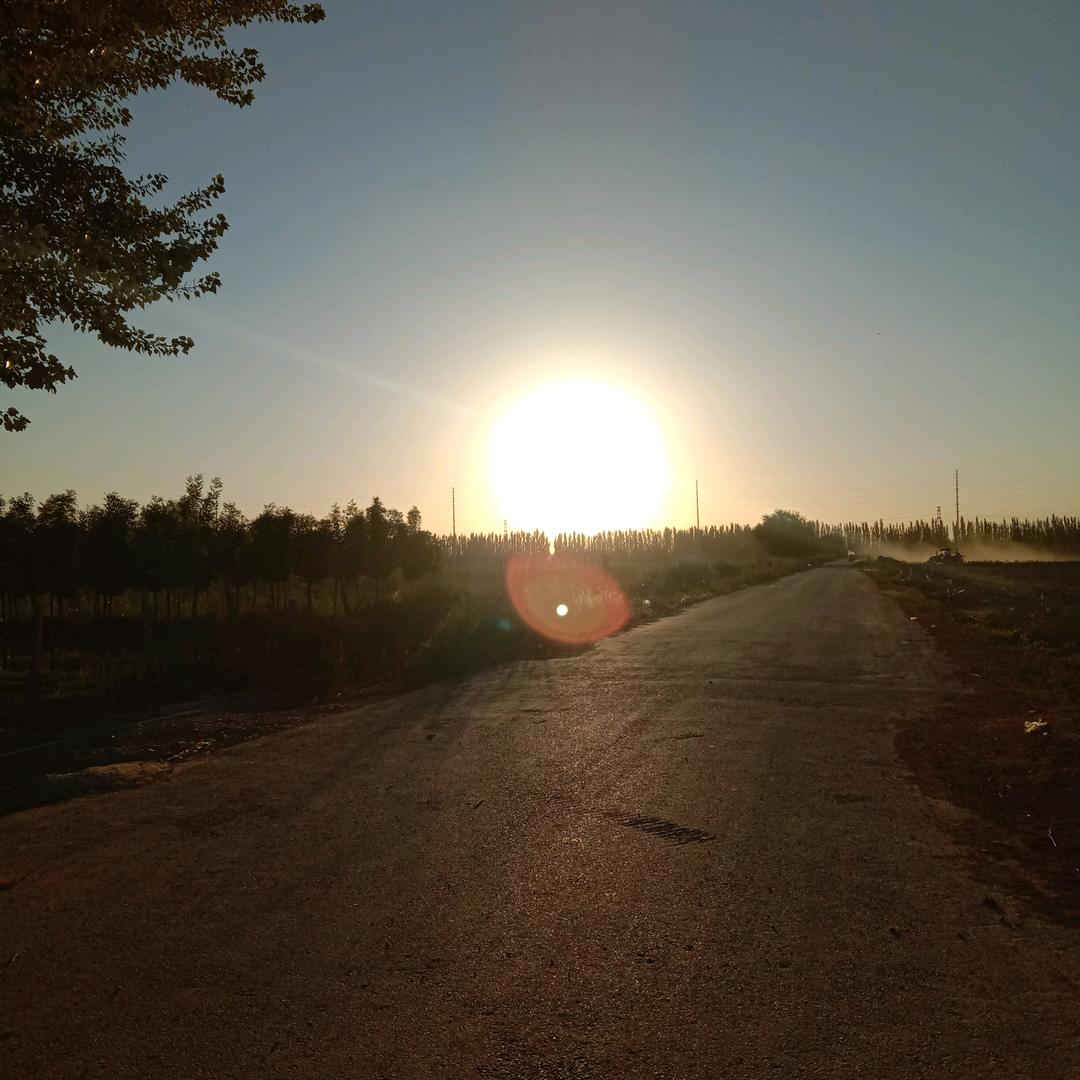 夕阳红