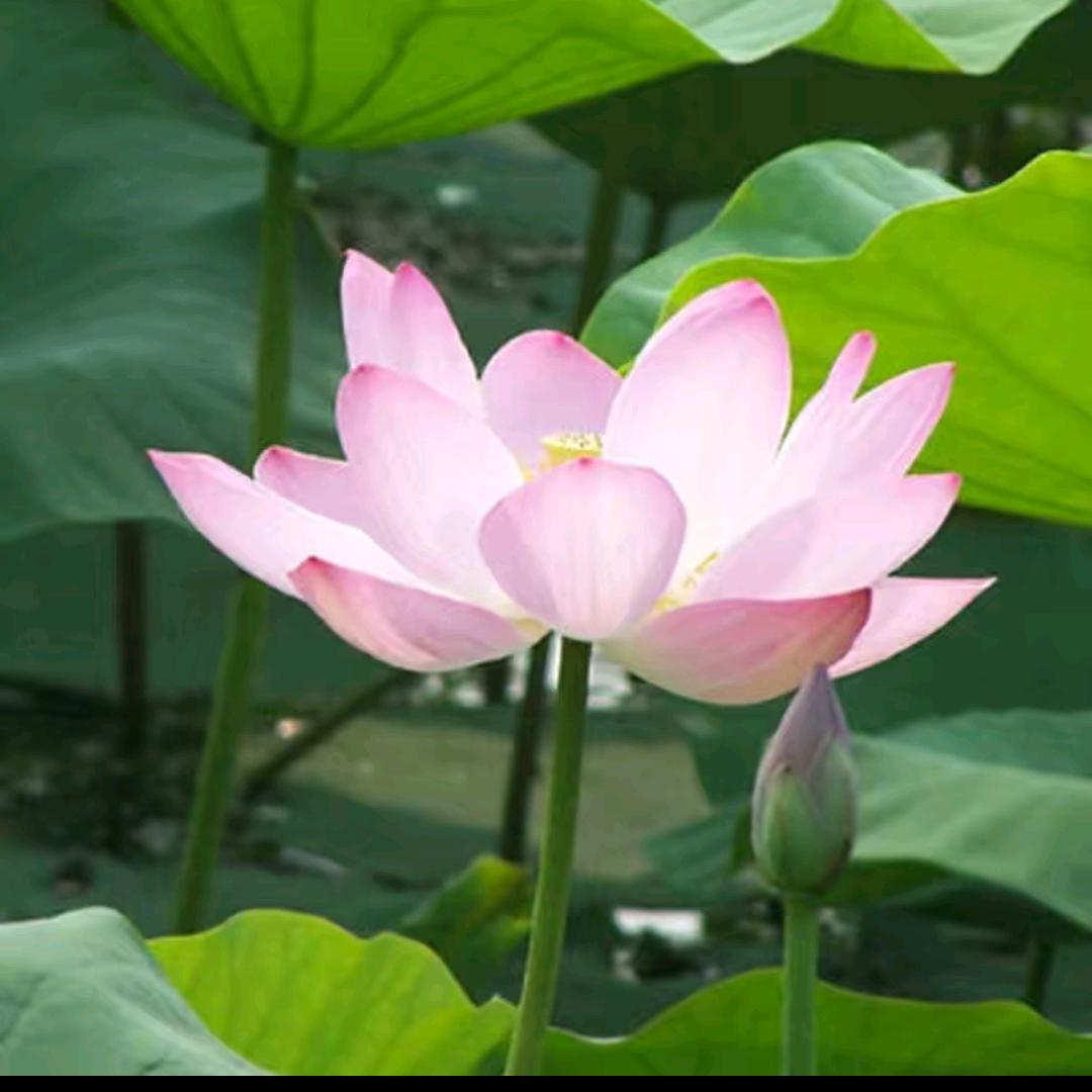 平平安安
