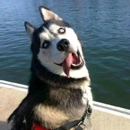 哈哈哈哈不吃糖