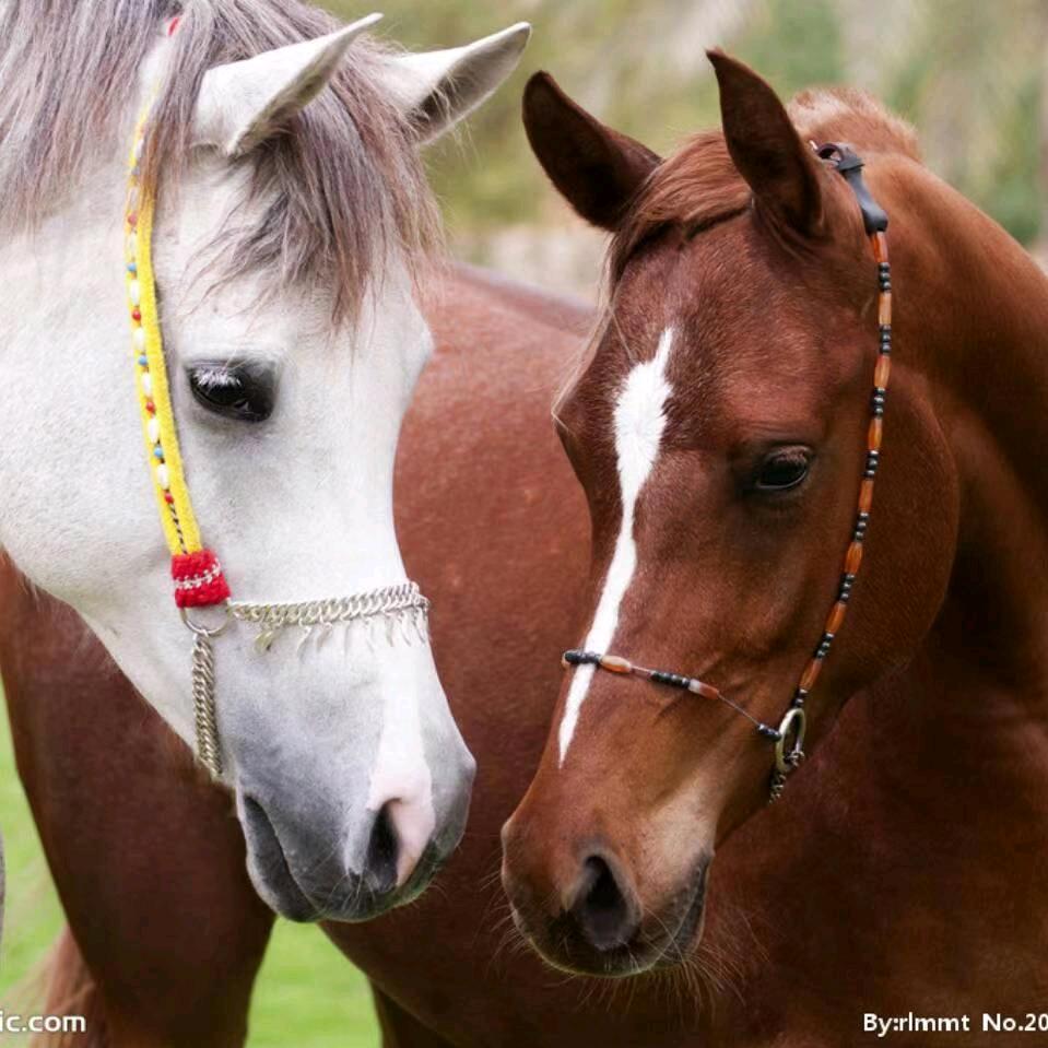 66年的，马，奔腾伴红尘