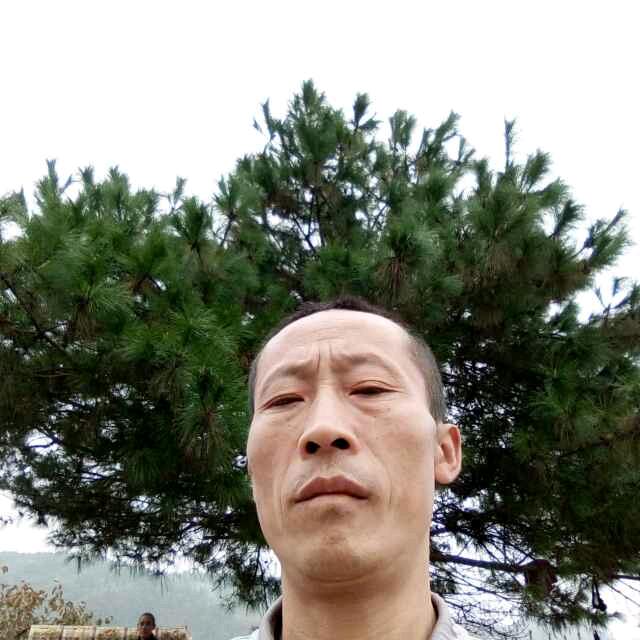 放养黑山羊，散养黄牛专业养殖