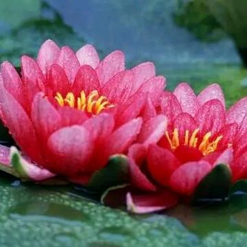 心宽是福，看淡是乐！