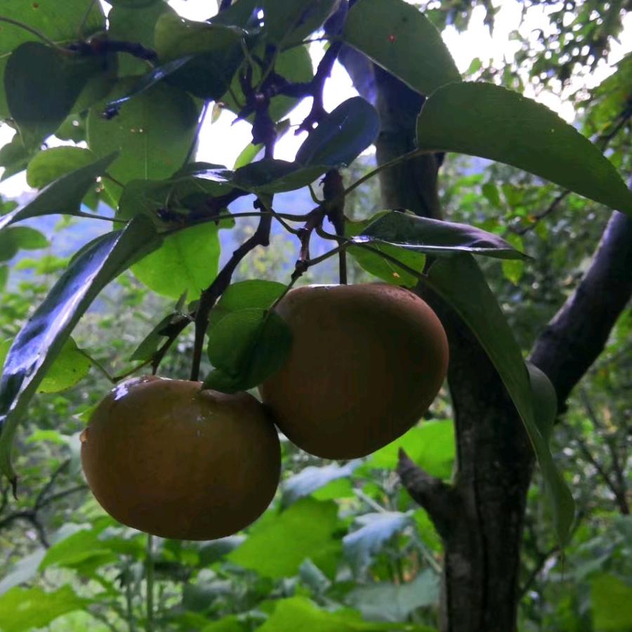 顺其自然（湖北咸丰）