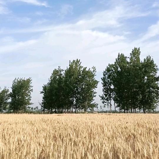 招财环环（连赞拉黑）
