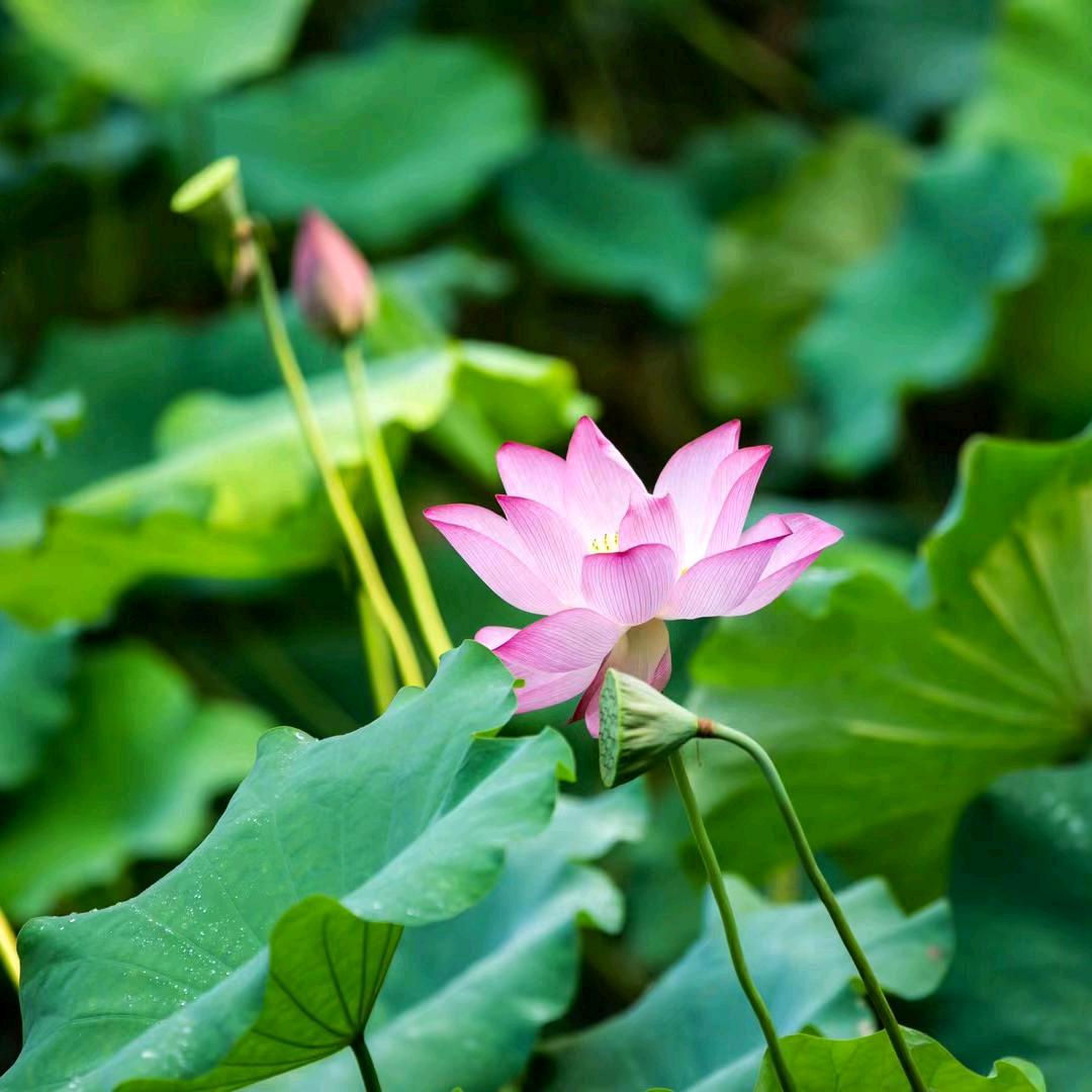 龙虎山导游芳芳姐