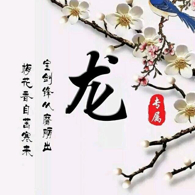 龙晨晨845