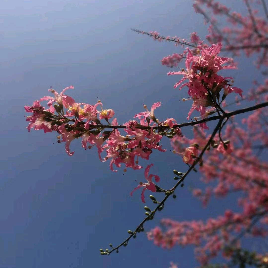 风逝