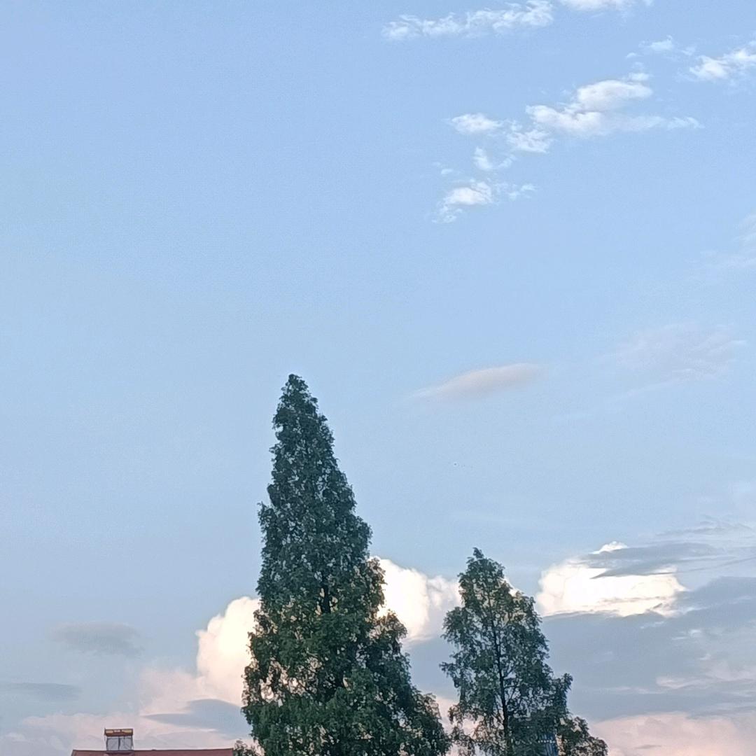 W小花