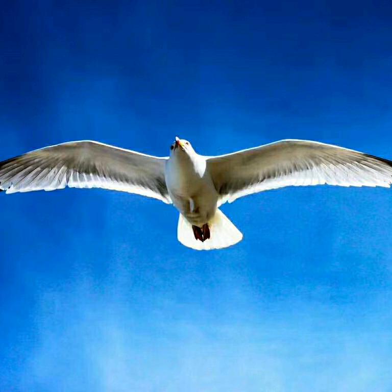 之&一²⁰³⁵（会选鱼）