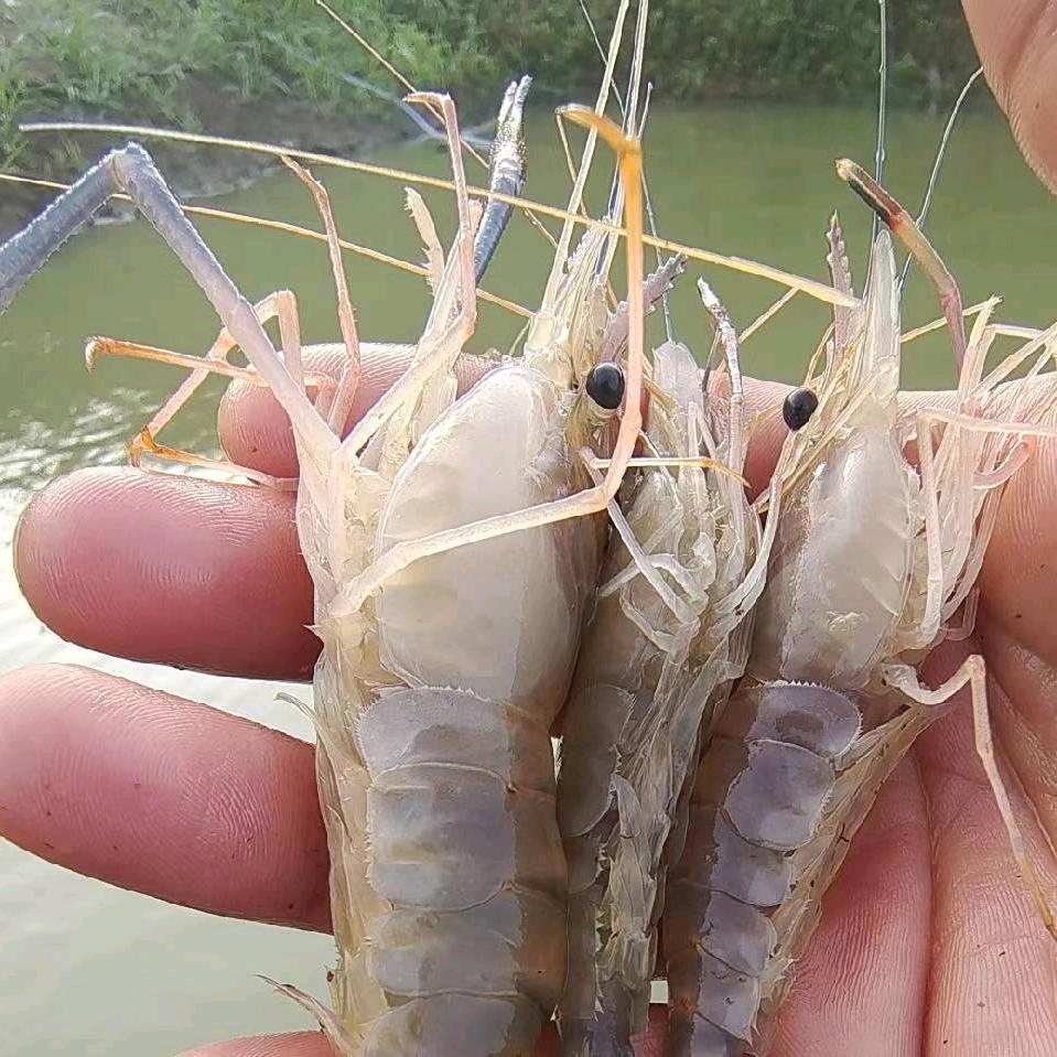 龙虾草鱼养殖