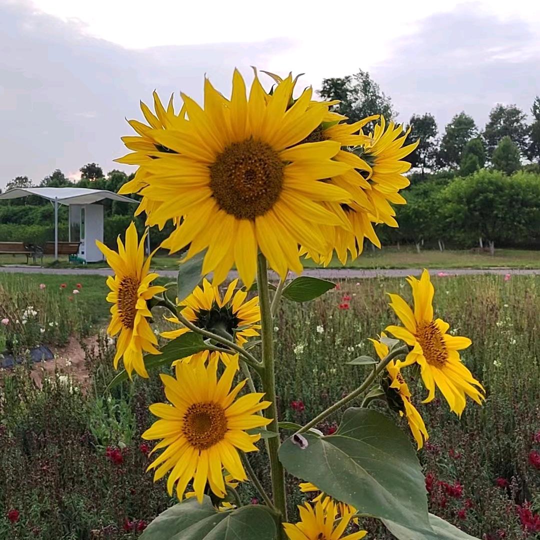 灵芝