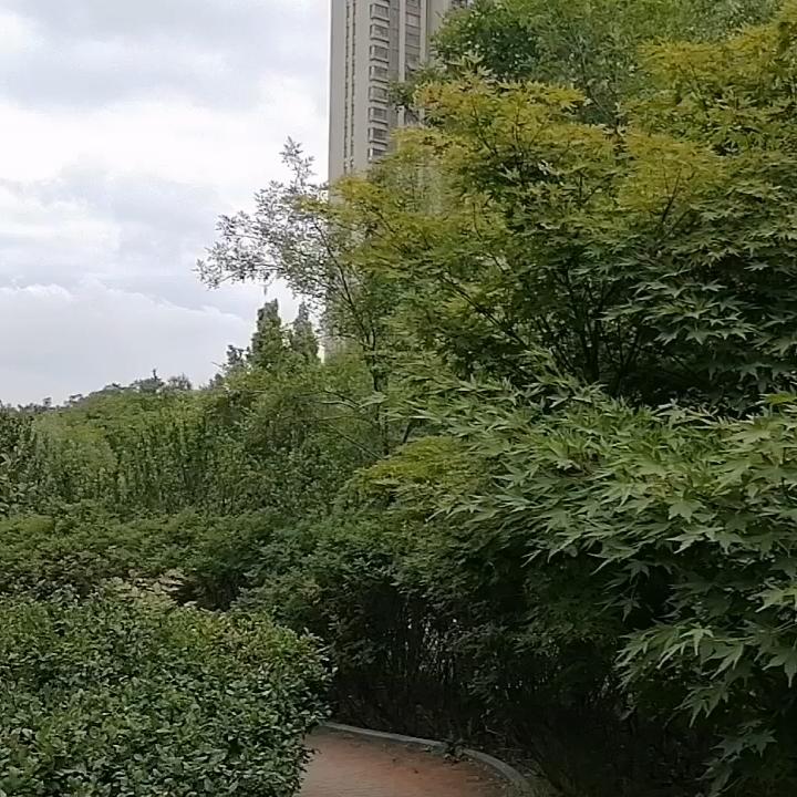 南方有佳木
