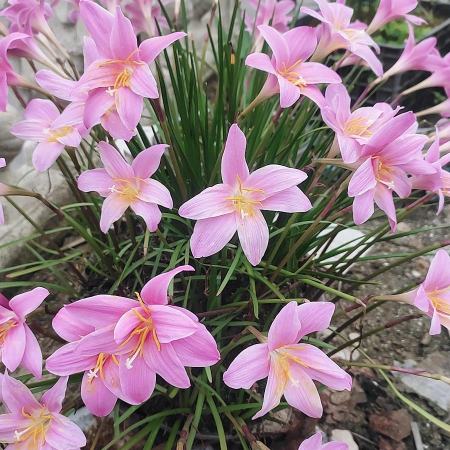 明天会更好