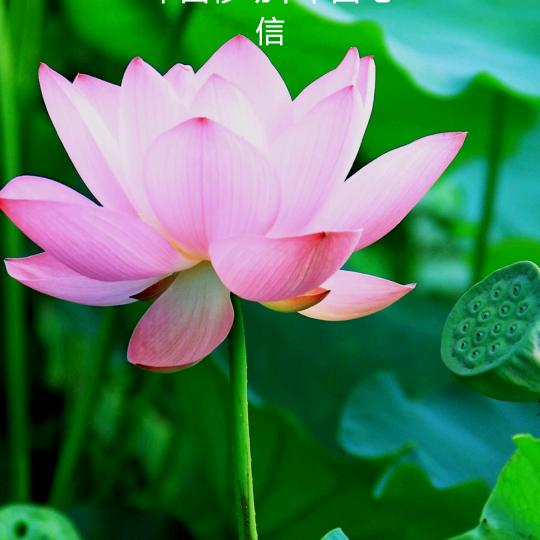 心似莲花