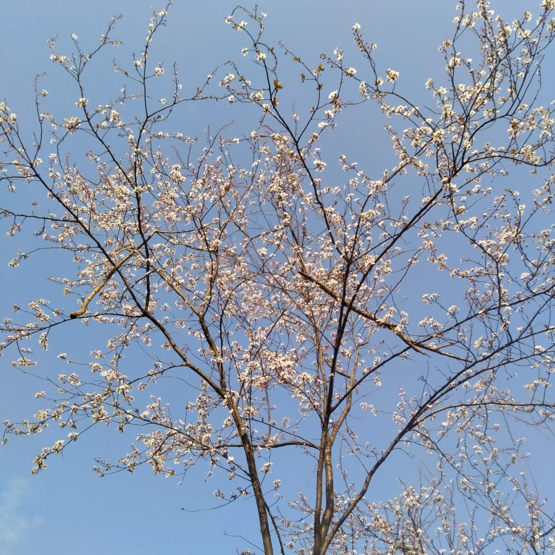 鹤舞云间