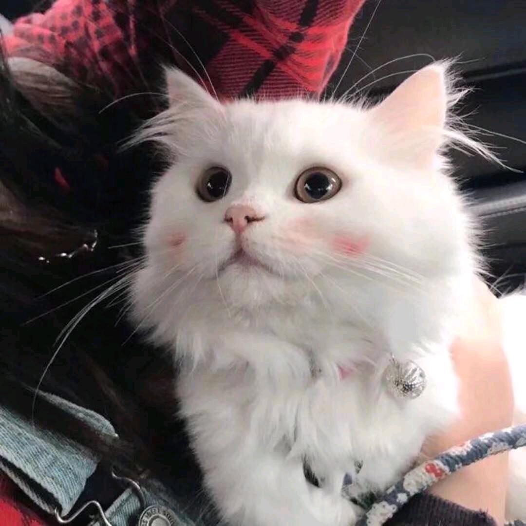 我爱猫