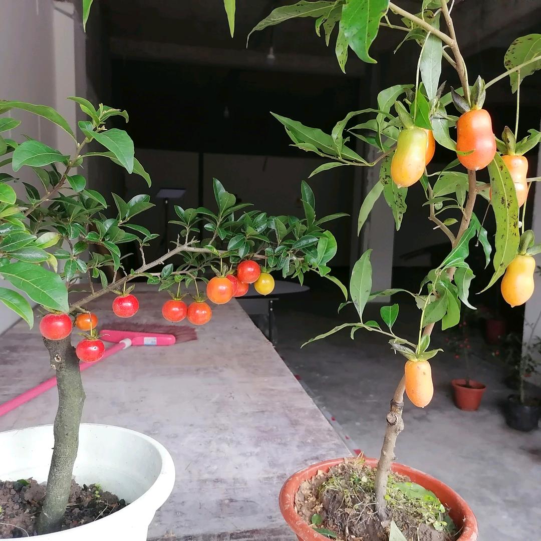 水碾坝，罗云华