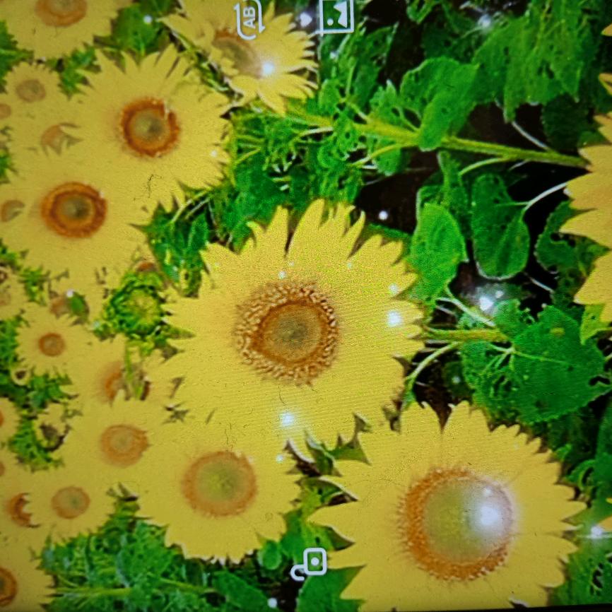 花如