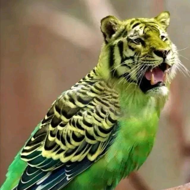 犟得很