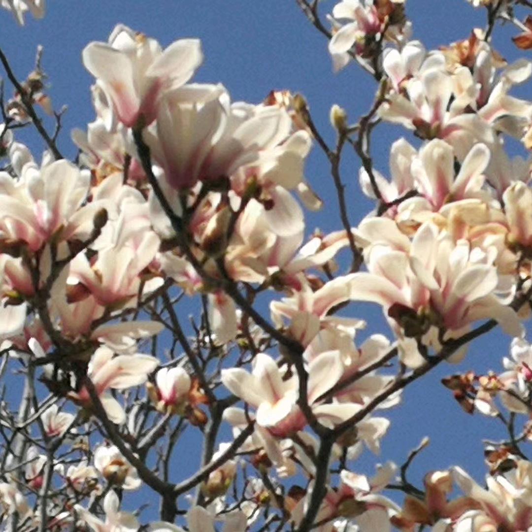 茉莉用户9488574541196