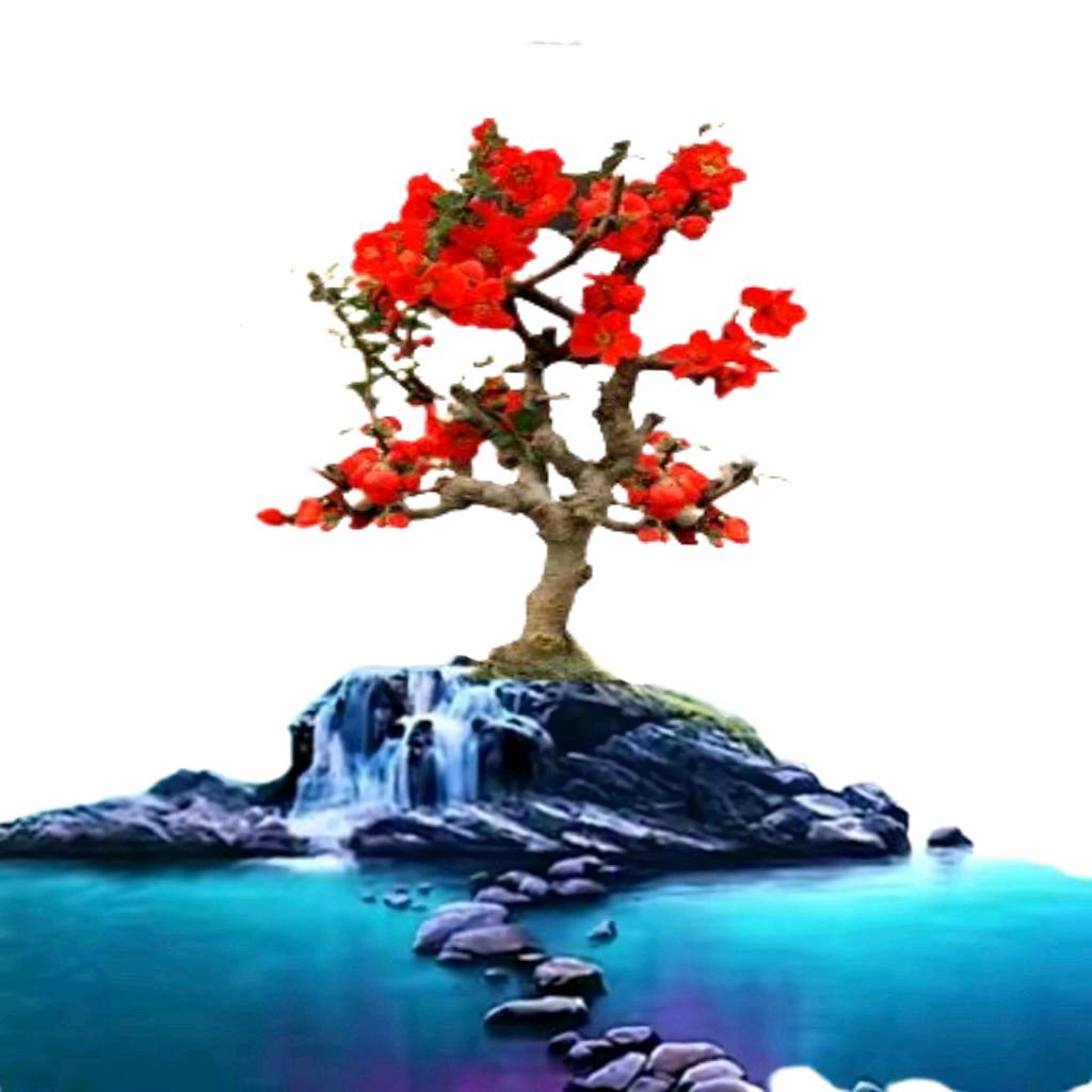沉香美景