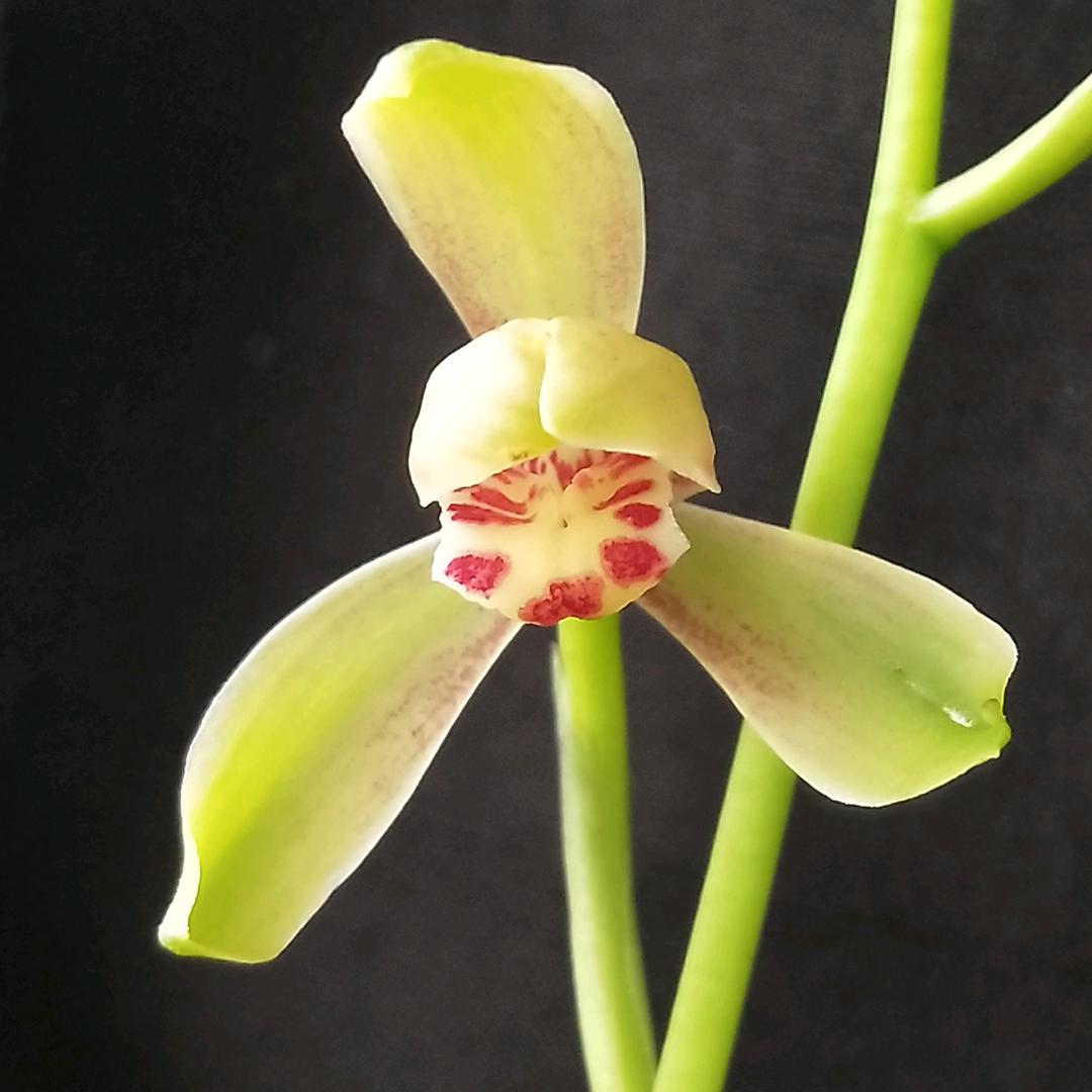 酉阳县土货网店