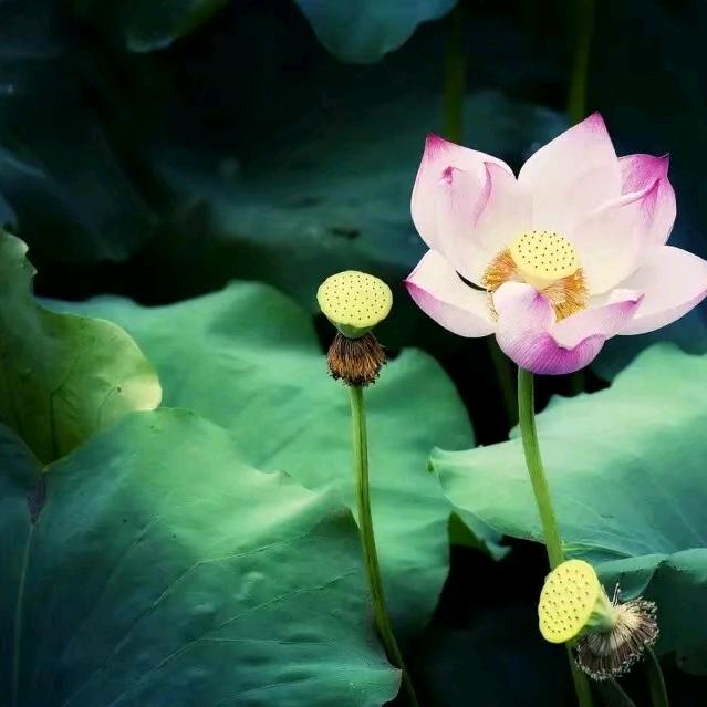 语欣，莉