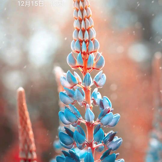 花开花落