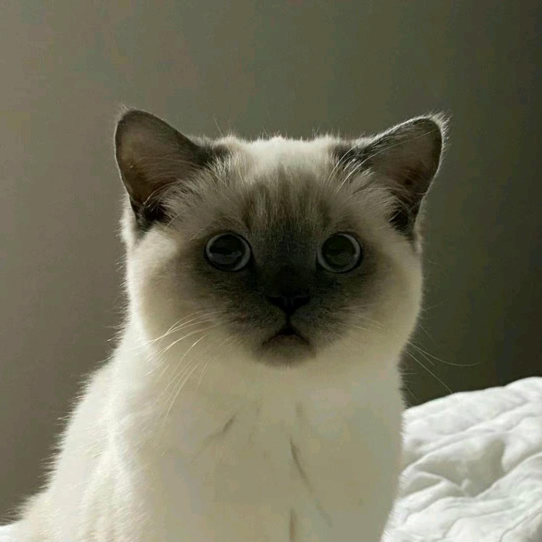 汤圆的圆圆