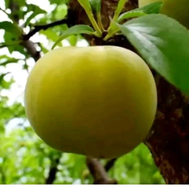 芳姐蜂糖李种植