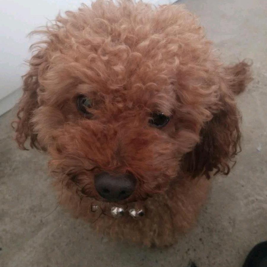 苏华爱缘狗狗