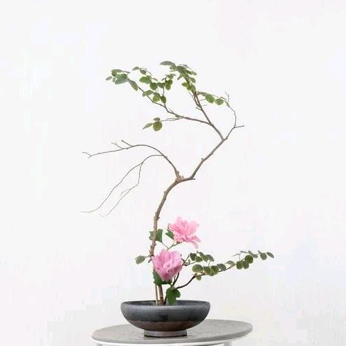 喜羊羊@