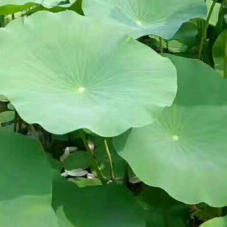 风与路人