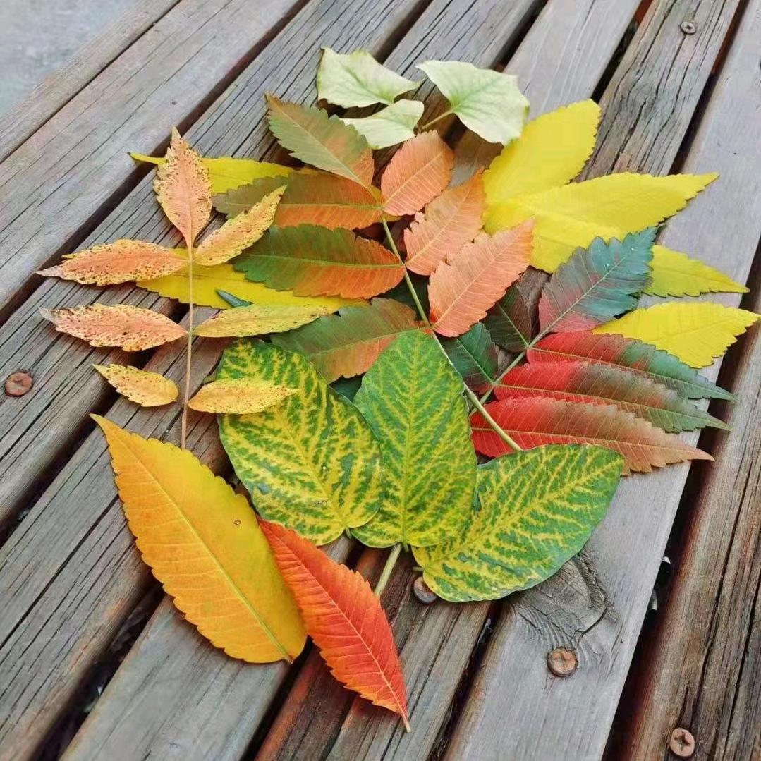 居里夫人铲屎官修猫
