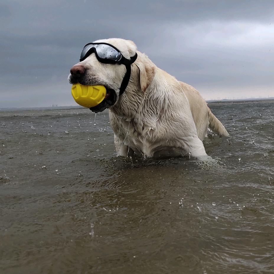 塔塔is a labrador