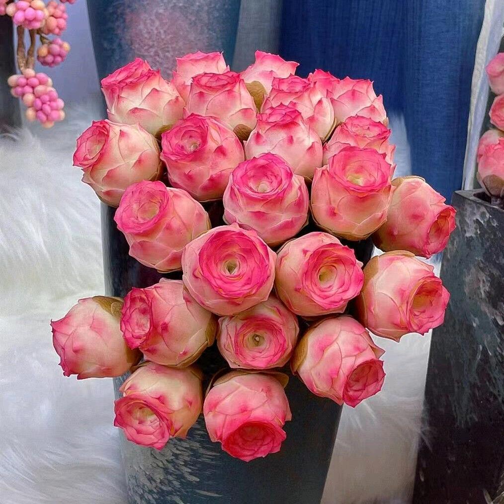 肉球花卉