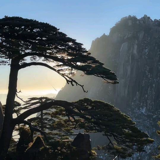 松涛依旧