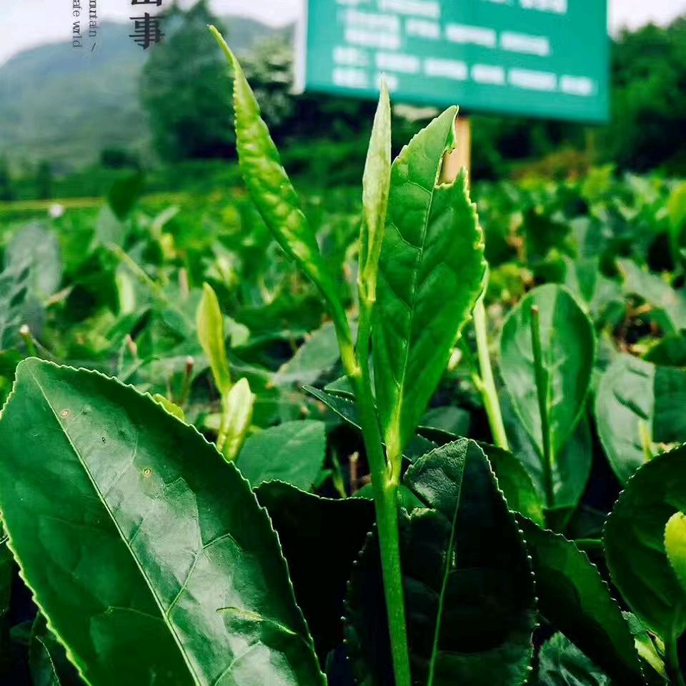 鱼水茶欢