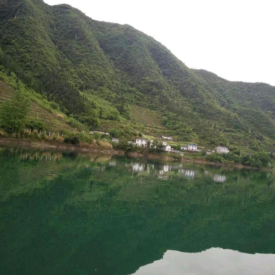 怒放的生命(