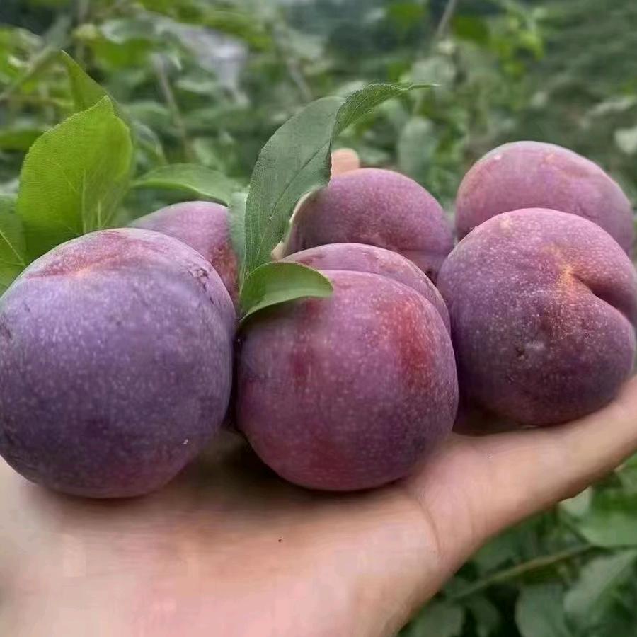 南方鲜果