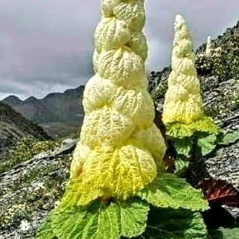 奎文区东关芝兰花府