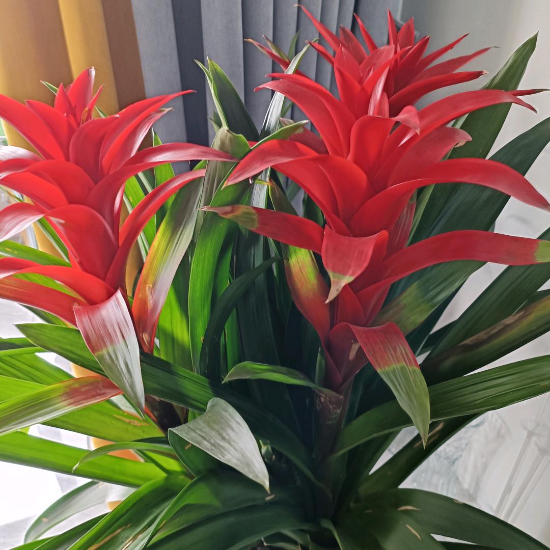 舒耳养生可视采耳