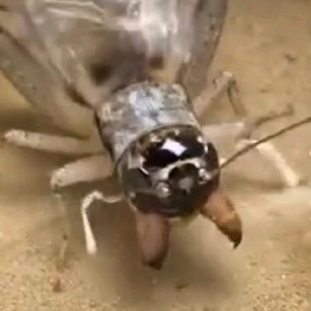 :政鑫蟋蟀电子商务